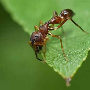 Ant Mimic Spider