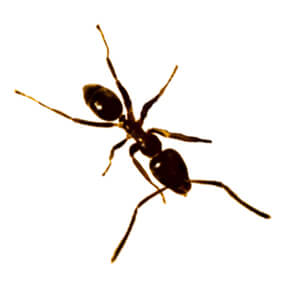 Argentine Ant