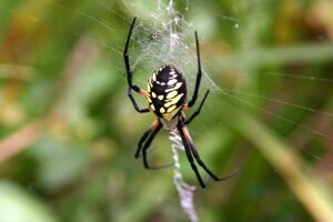 Argiope Aurantia