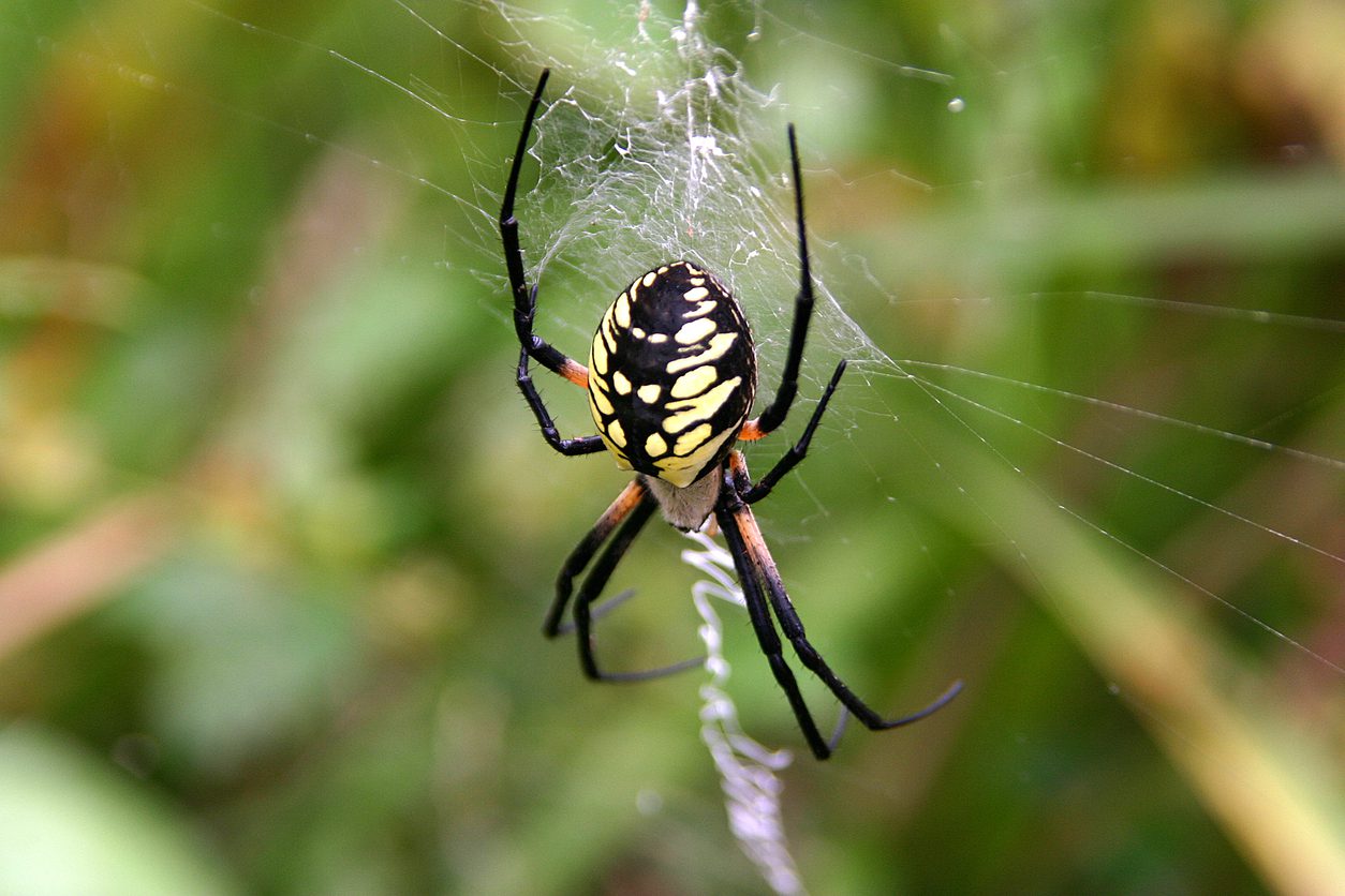 Black and Yellow Garden Spider Weaving Its Web