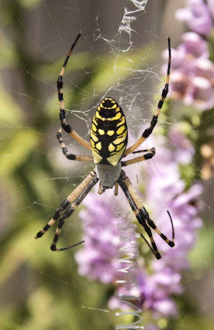 Yellow Garden Spider Waits for a Meal