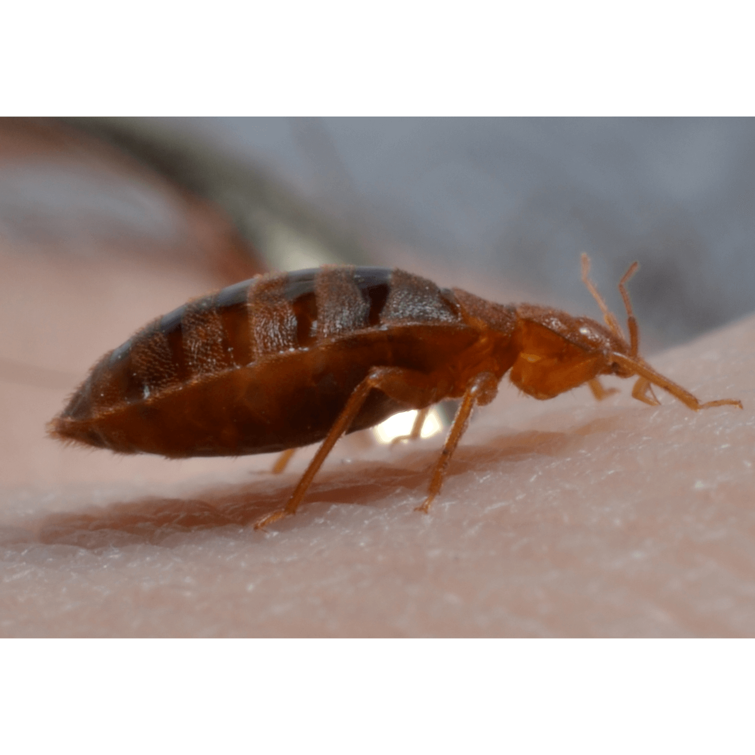 Bed bug profile