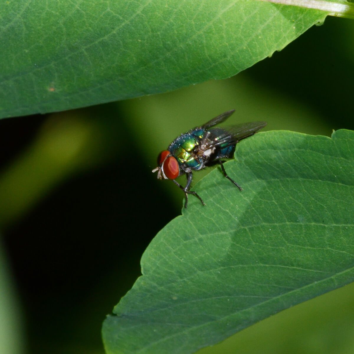 Blow-Fly