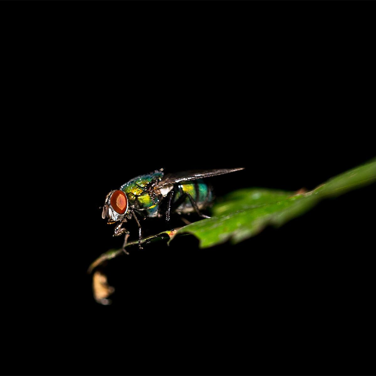 BottleFly-Leaf