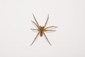 Brown Recluse Spider