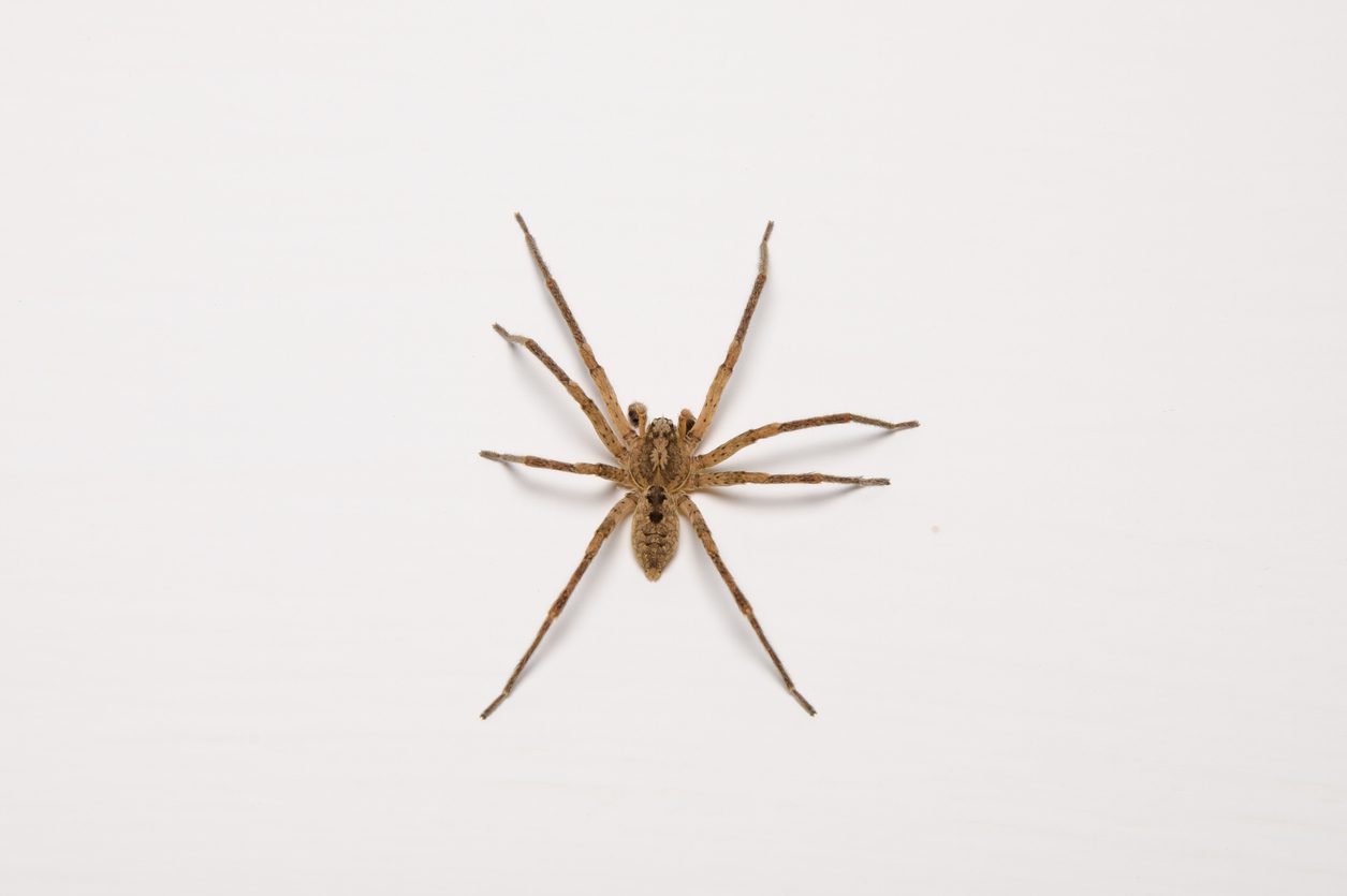 Large house spider