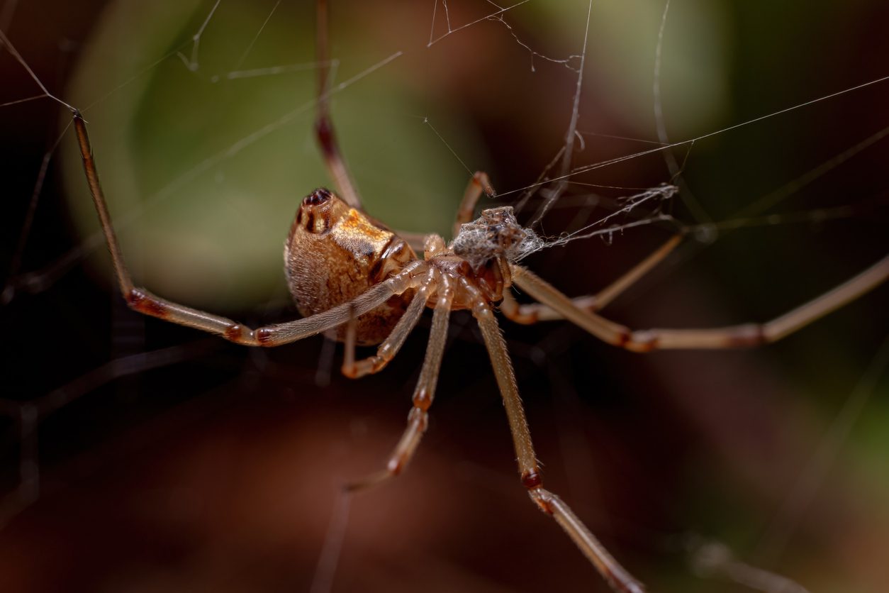 Female Brown Widow