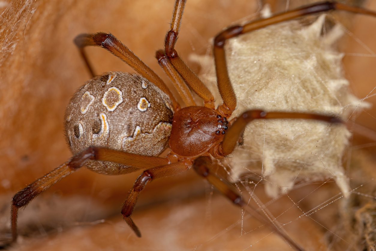 Female Adult Brown Widow