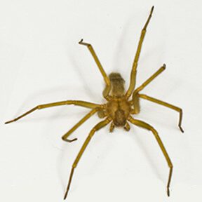 BrownRecluseSpider