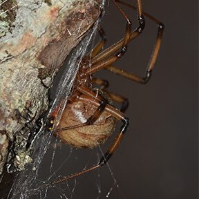 BrownWidowSpider