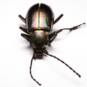 Carabus