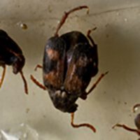 Cowpea Weevils