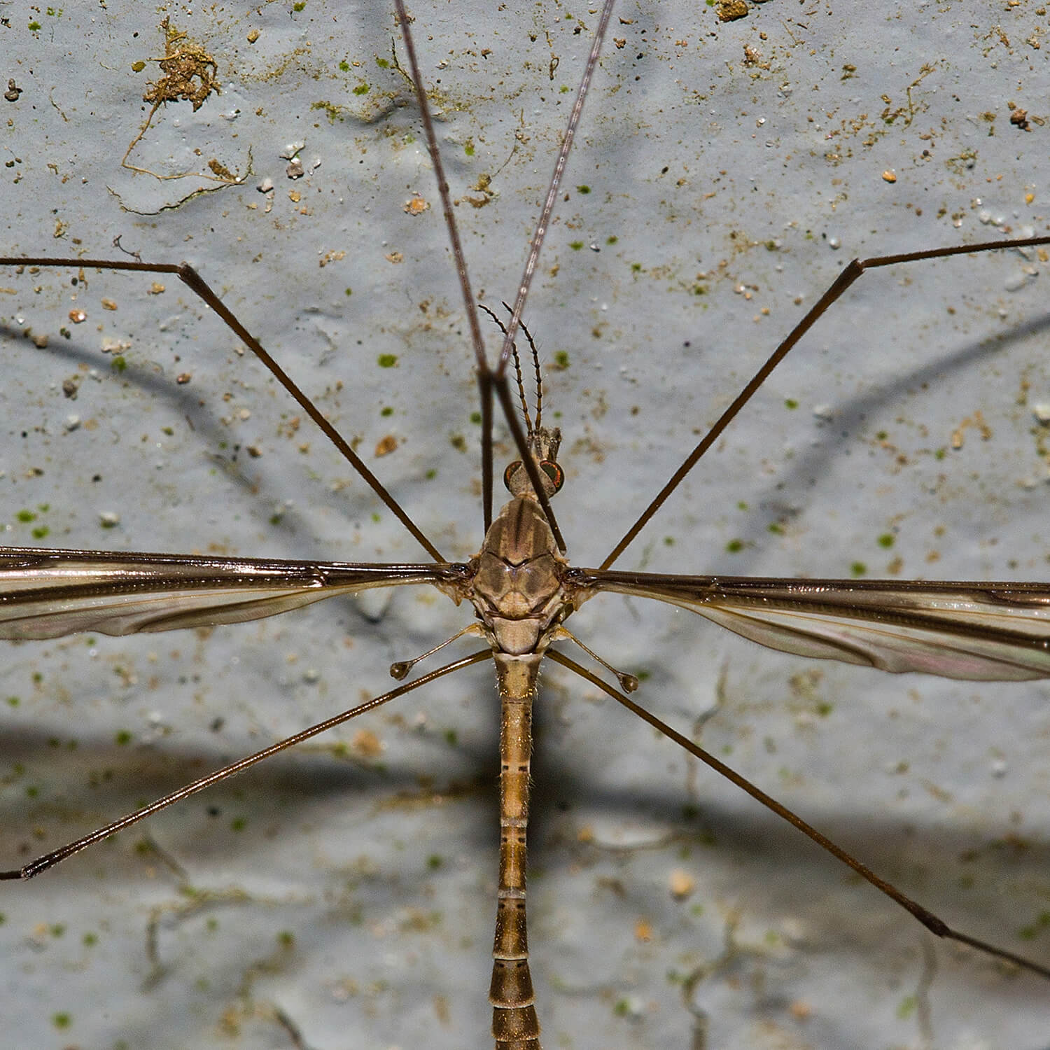 Crane fly X