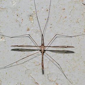 CraneFly