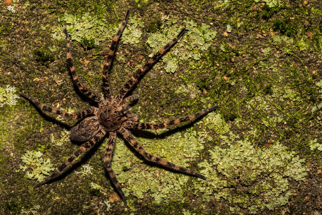 Dark Fishing Spider