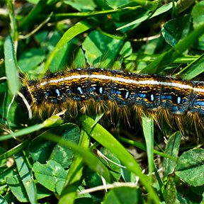 Eastern Tent Caterpillar