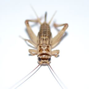 FieldCricket