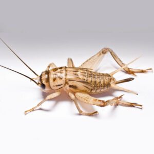 Field Cricket