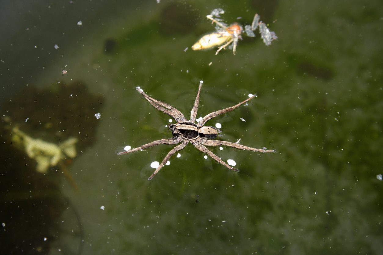 Fishing Spider