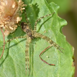 Fishing Spider