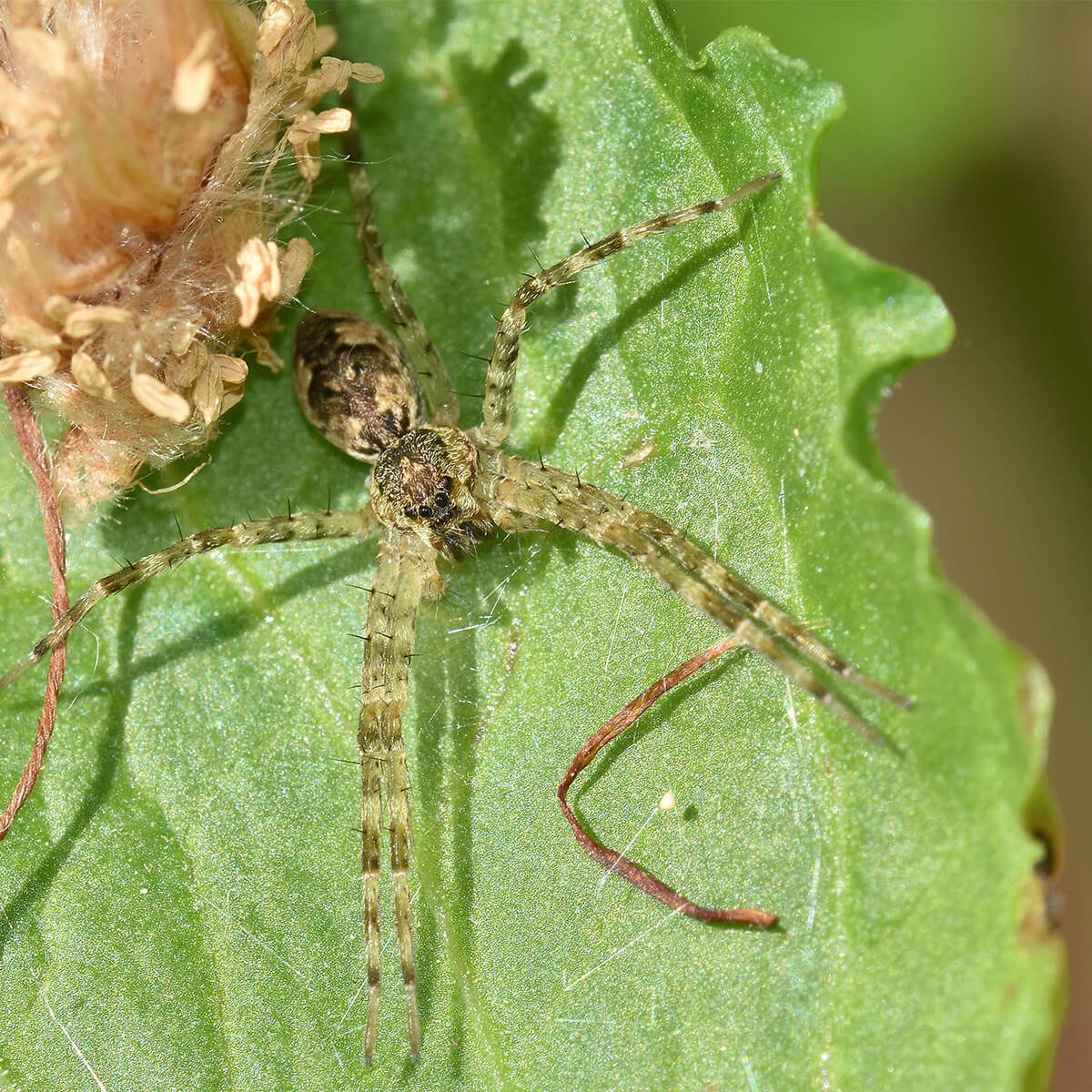 FishingSpider