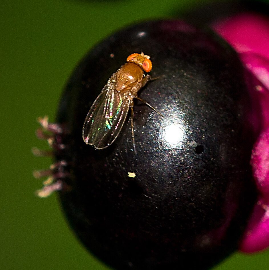 Fruit fly on berries