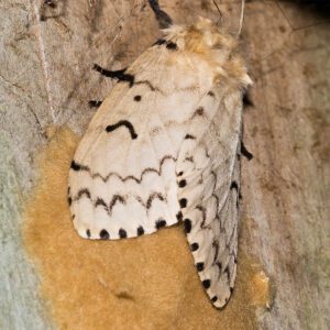 Gypsy Moth