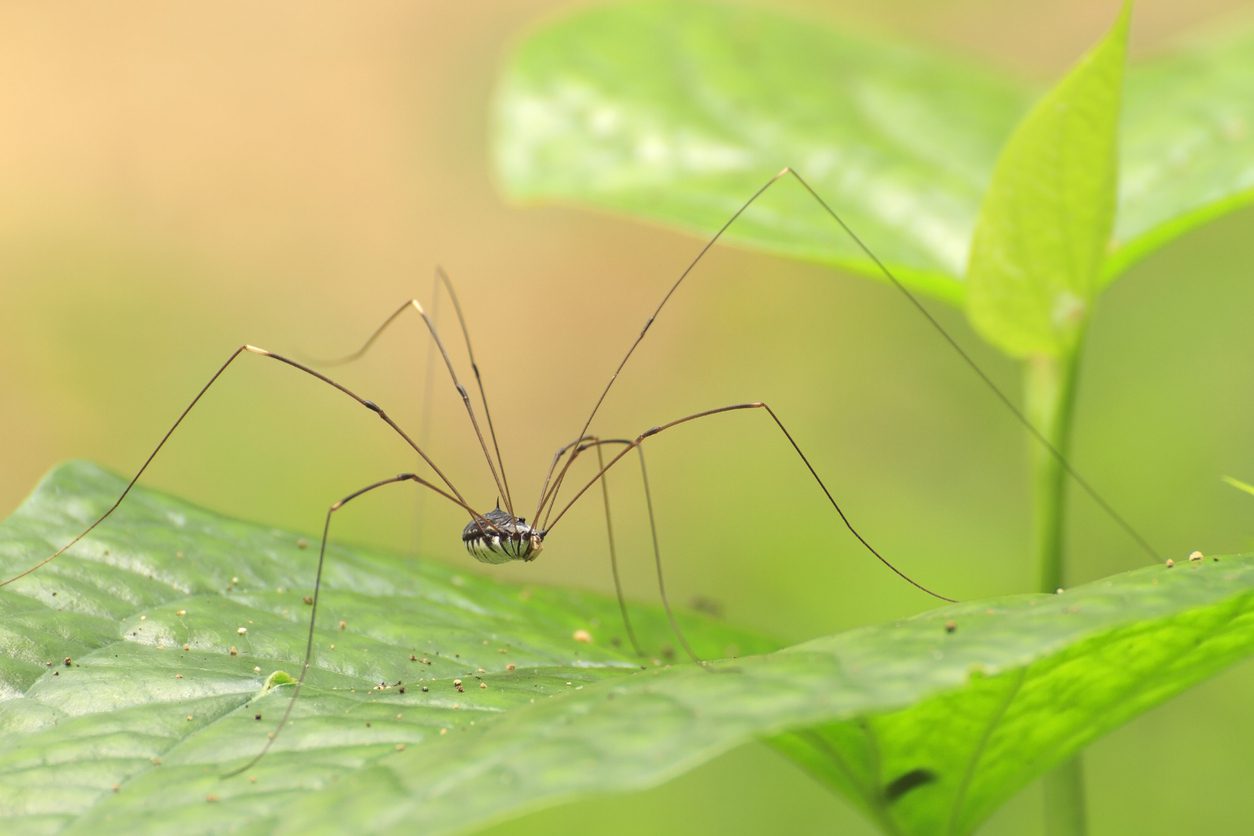 Spider on the green leaf.