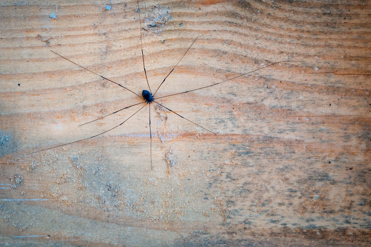 Daddy-longlegs on wooden post with detail and negative space for copy