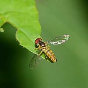 HoverFly