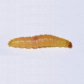 IndianMealWormLarva