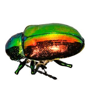Iridescent