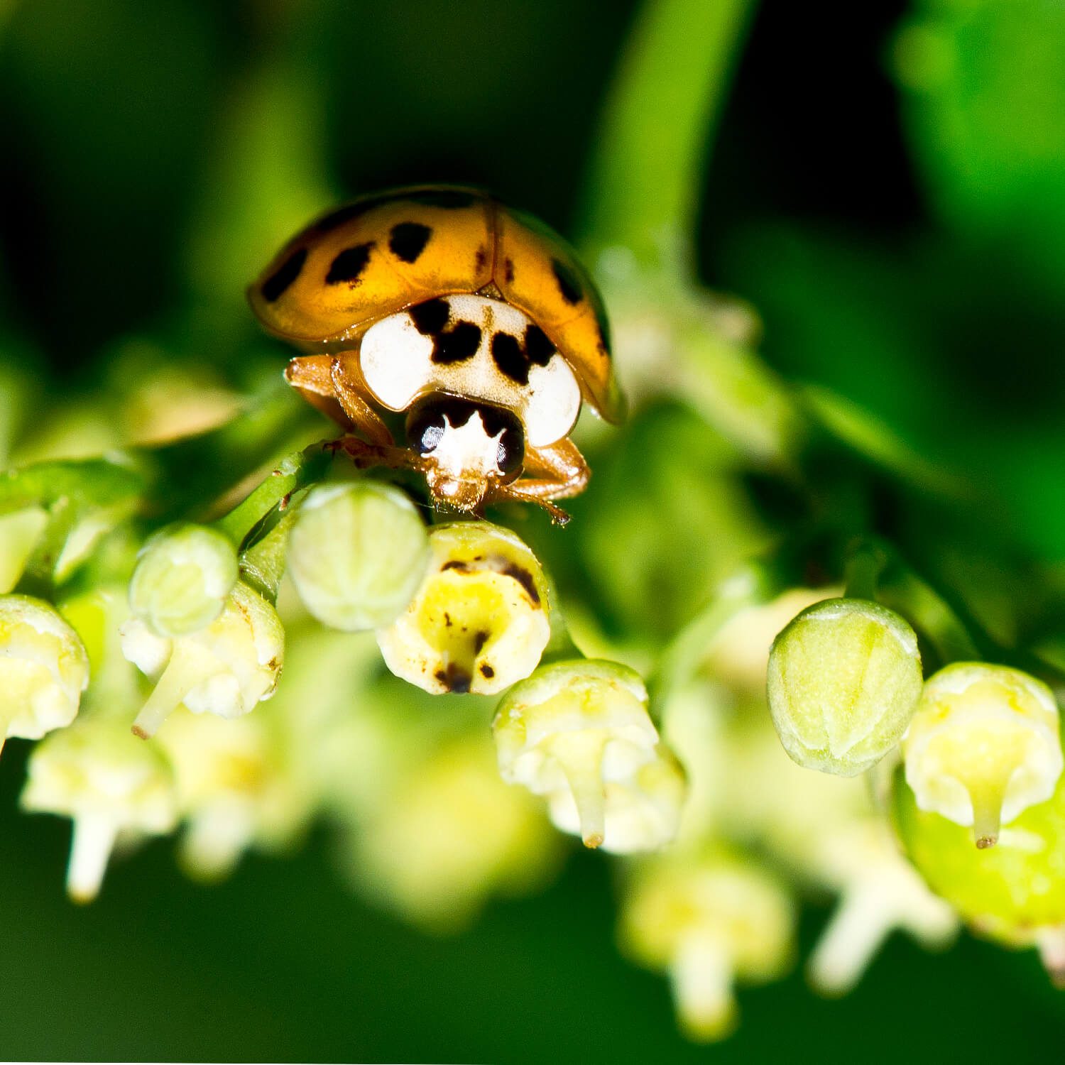 LadybugFace