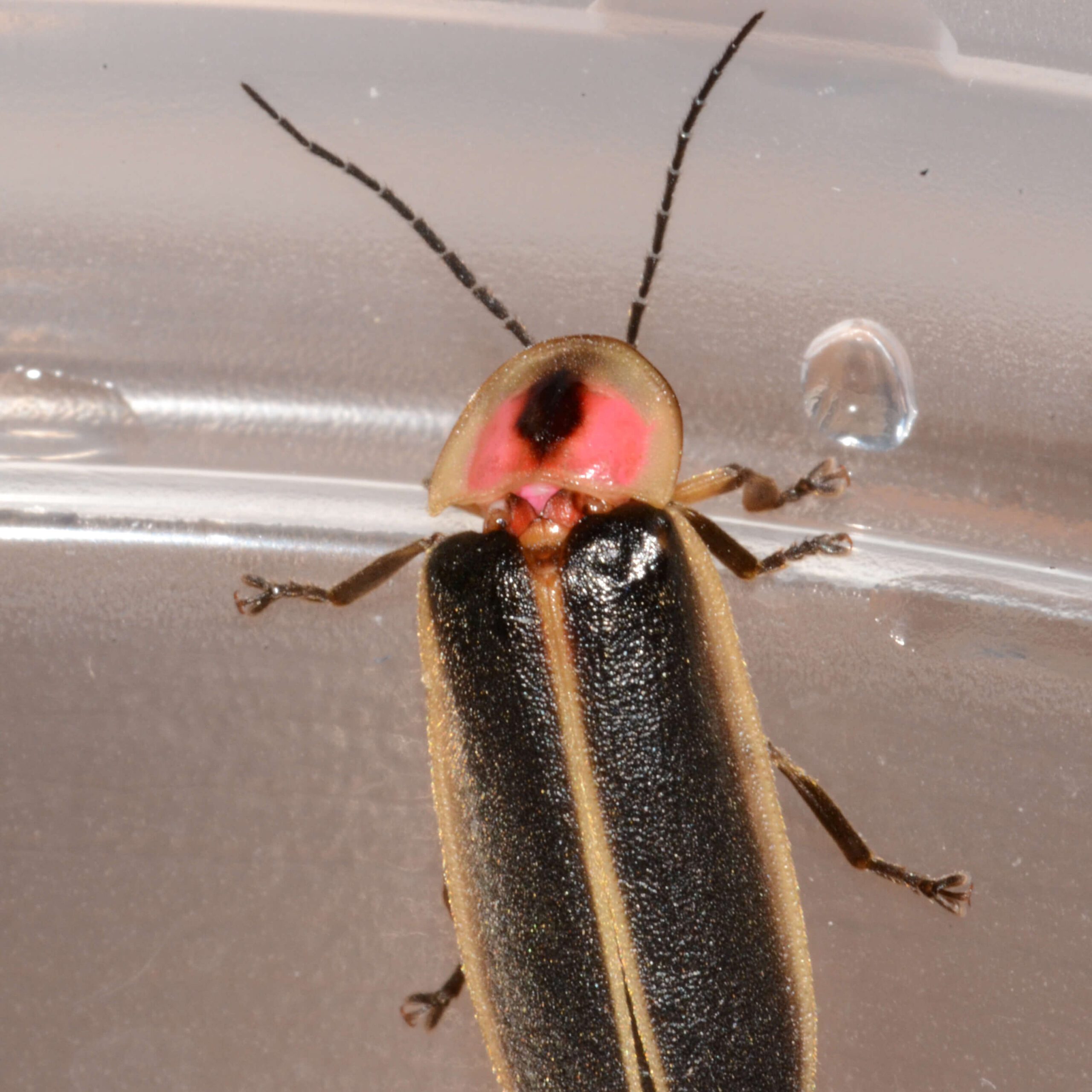 Lightning beetle dorsal II