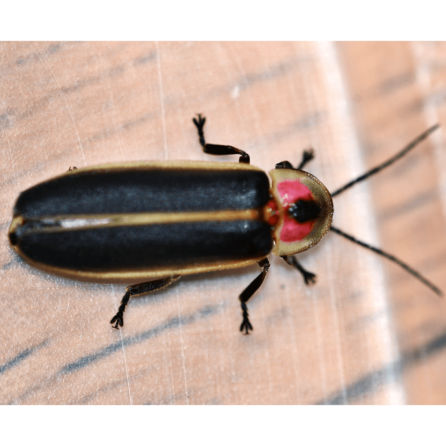 Lightning beetle dorsal