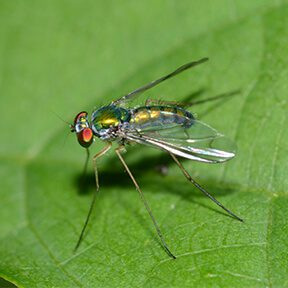 LongleggedFly