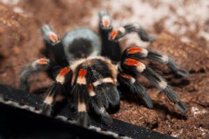 Mexican Red-Kneed Tarantula