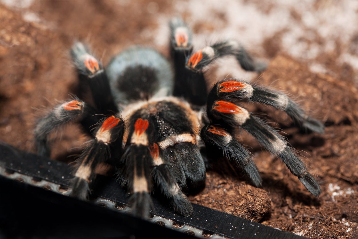 Mexican Red-kneed Tarantula