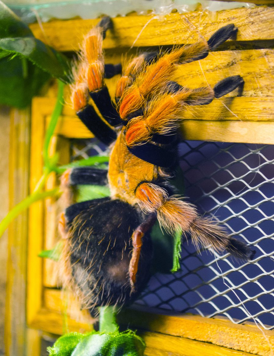 Mexican red-kneed tarantula is a terrestrial tarantula