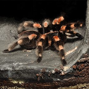 Mexican-Red-Kneed-Tarantula