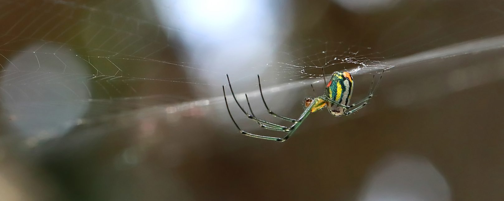 Orchard Orbweaver spider