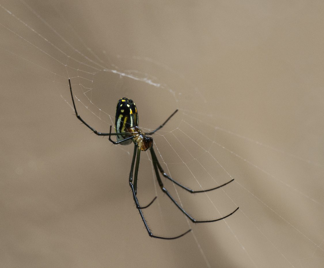 Hanging Orchard Spider