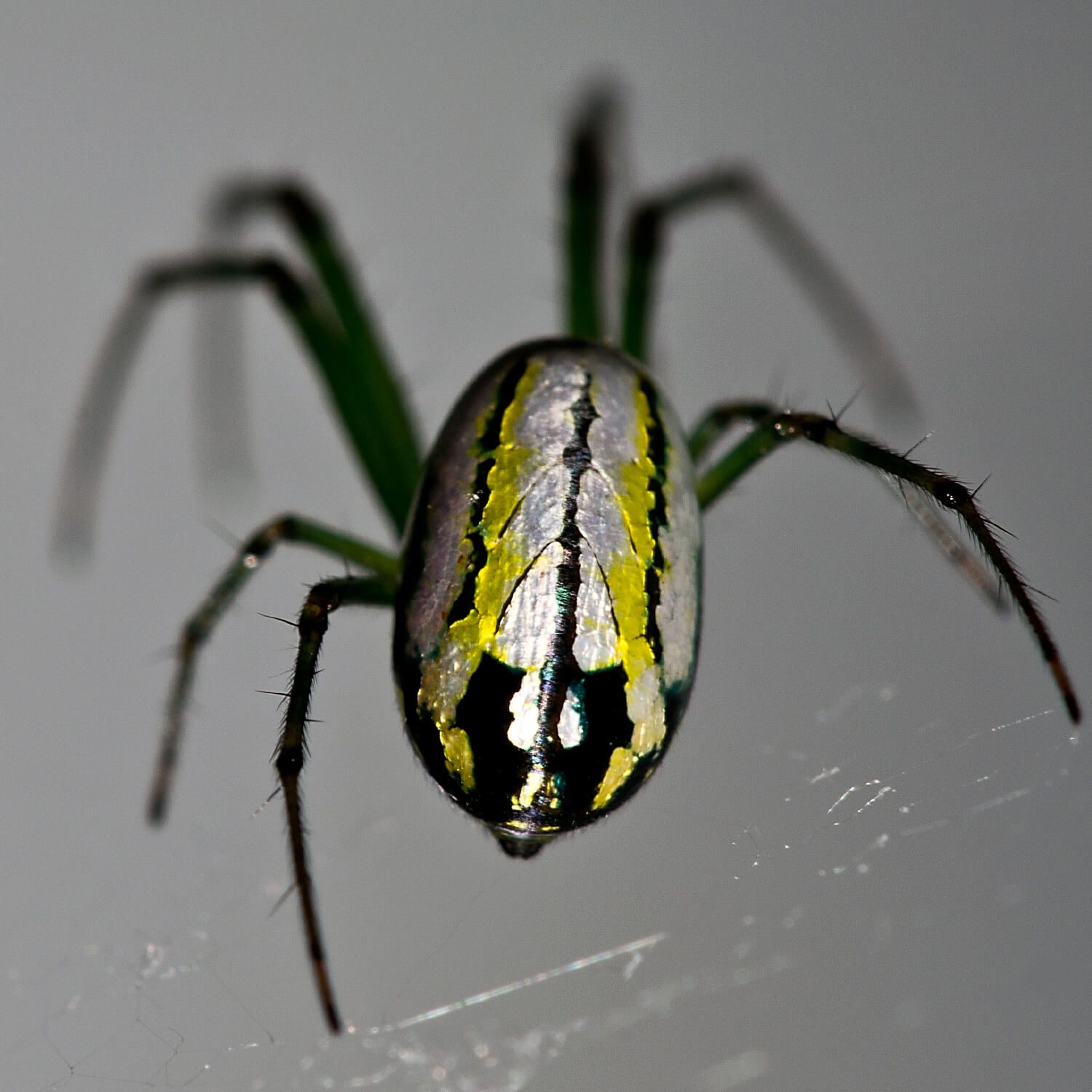 Orchard-Orb-Weaver