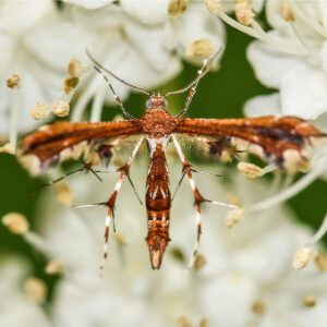 Plume Moth