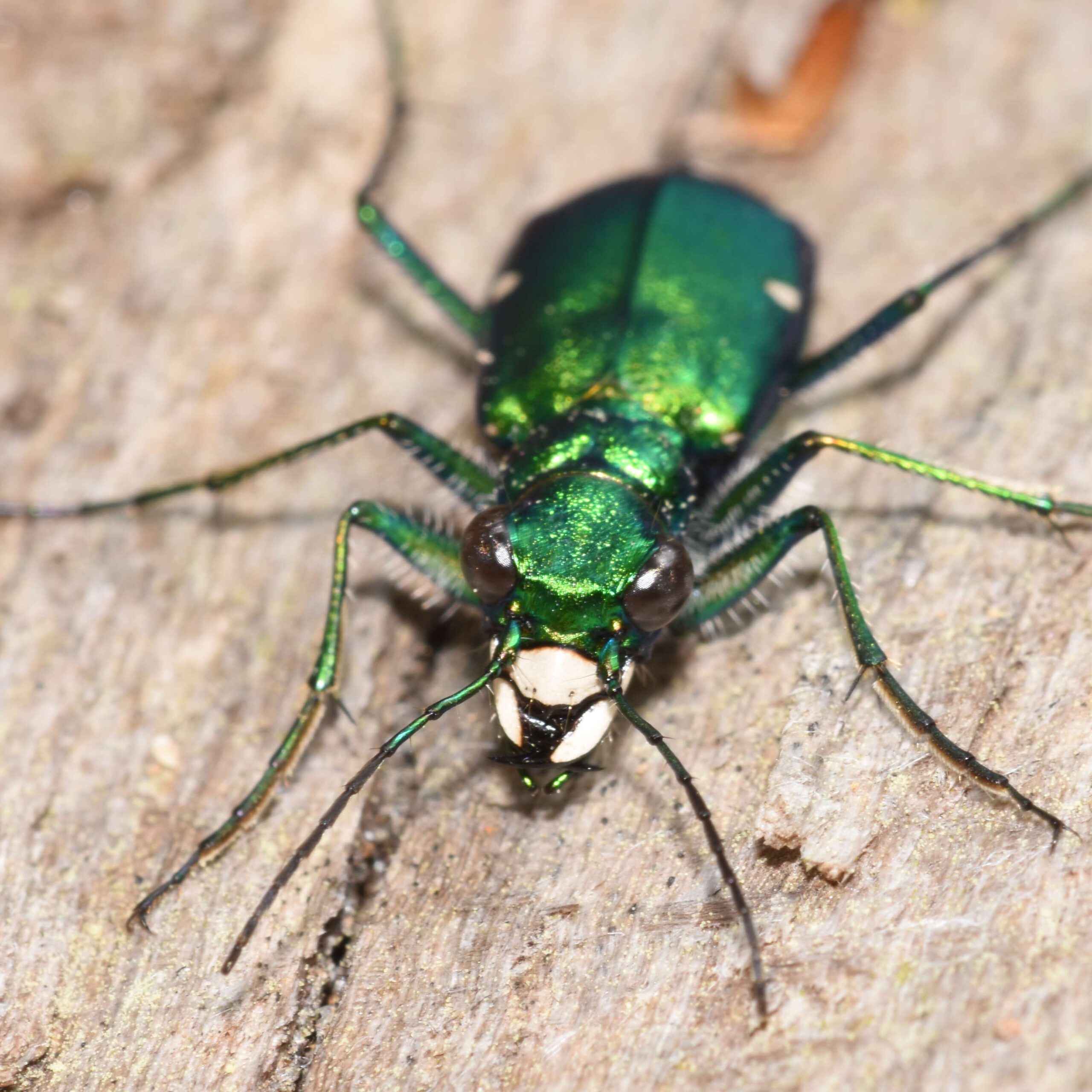 Six spotted tiger beetle front