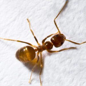 Tawny Asian Ant