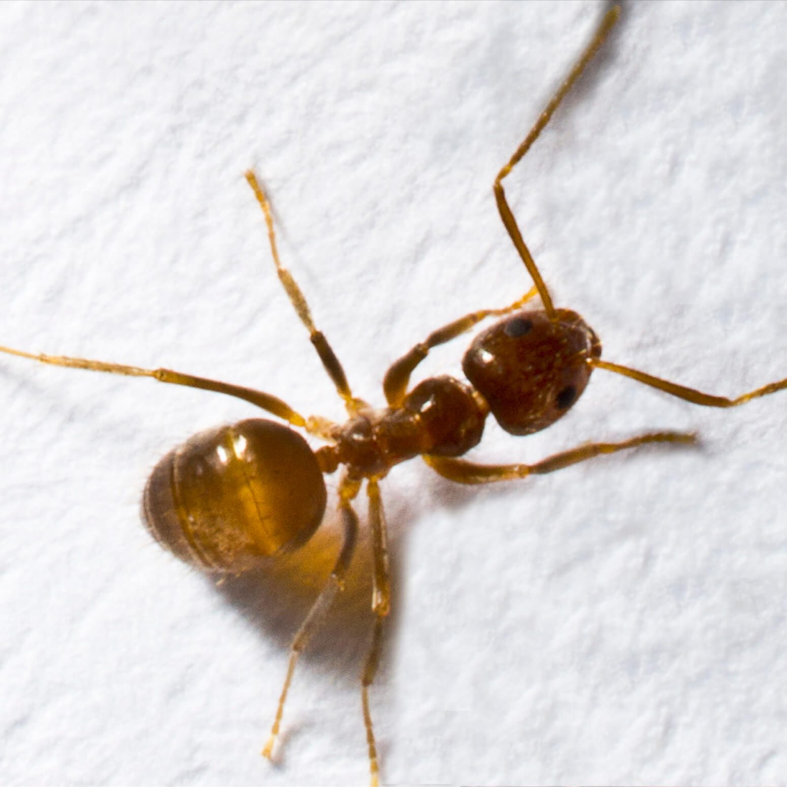 Tawny-crazy-ant-isolated-no-text