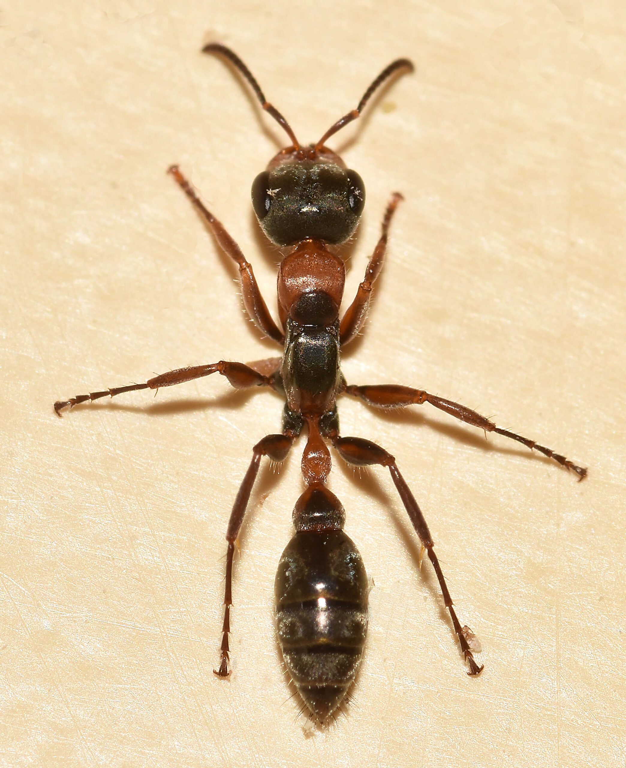 Twig ant