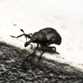 Weevil