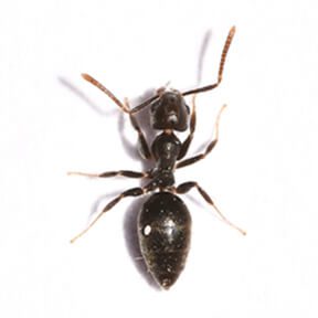 White Footed Ant